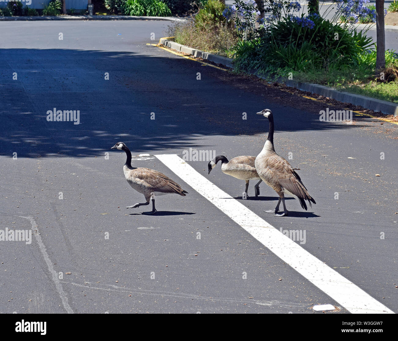 Los gansos de Canadá, Branta canadensis, cruzar una calle en Union City, California Foto de stock