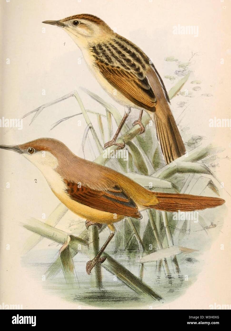 Cisticola marginatus & Heliolais erythropterus jodopterus 1869. Foto de stock