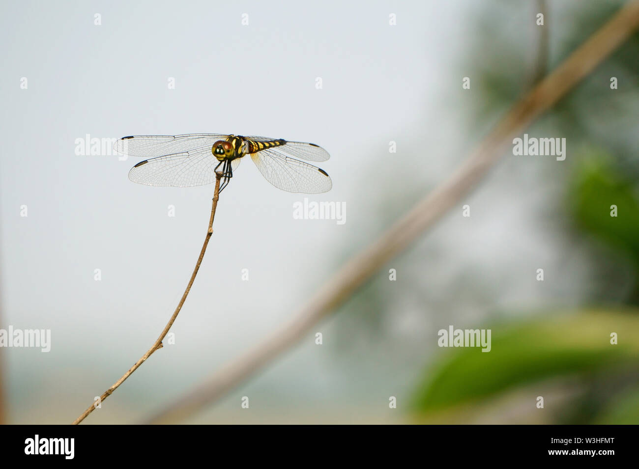 Dragonfly descansa sobre ramas secas en el campo Foto de stock