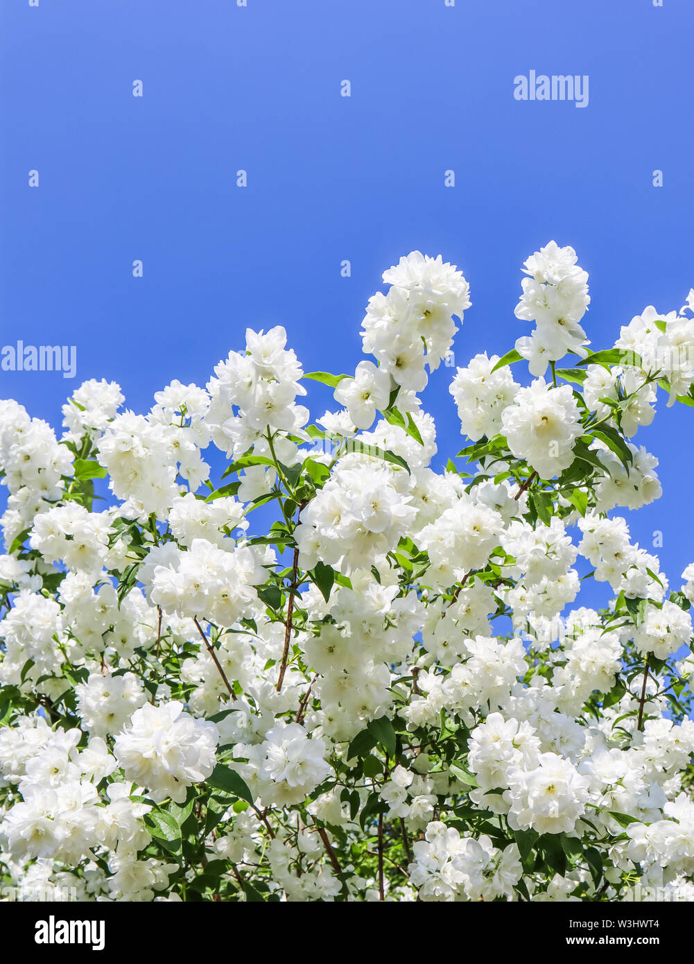 Jazmín flores en el jardín. Acercamiento de las ramas con flores blancas  contra el cielo azul Fotografía de stock - Alamy