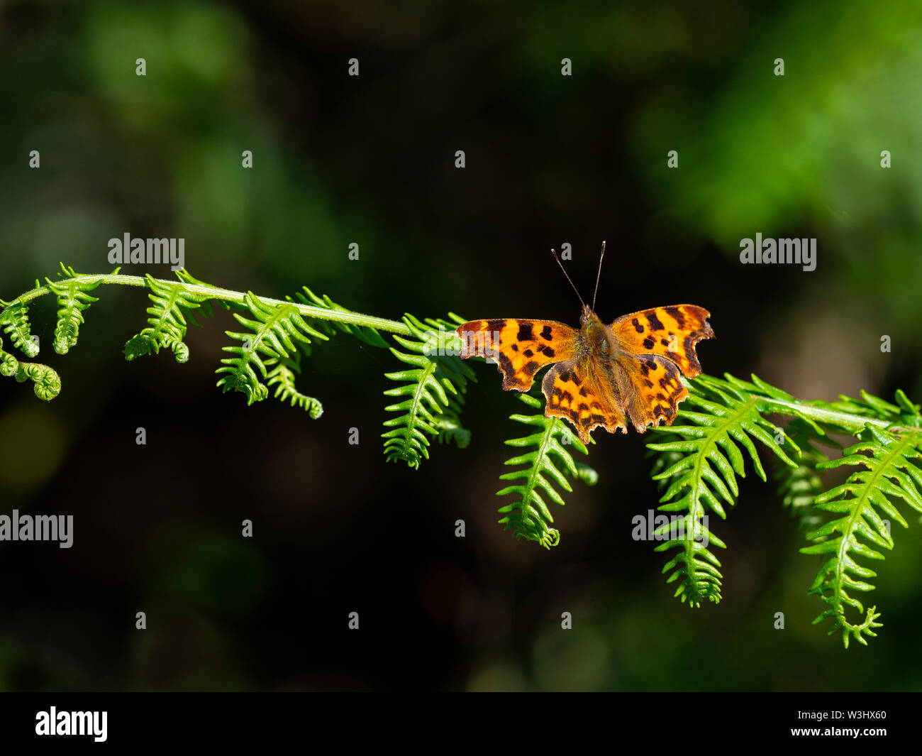 Coma Mariposa Polygonia c-album en bracken fronda Julio de Norfolk Foto de stock