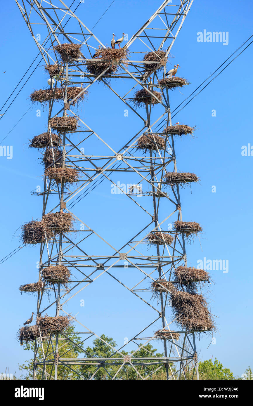 Nidos de cigüeña blanca en los postes de la electricidad Foto de stock