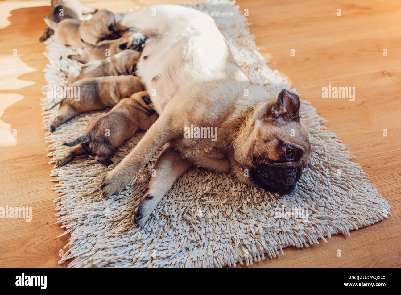 Alimentacion De Seis Perros Pug Cachorros En Casa Los Cachorros De Chupar La Leche Perro Acostado Sobre Una Alfombra Con Ninos Fotografia De Stock Alamy Alimentacion De Seis Perros Pug Cachorros En Casa Los Cachorros De Chupar La Leche Perro Acostado Sobre Una Alfombra Con Ninos Fotografia De Stock Alamy