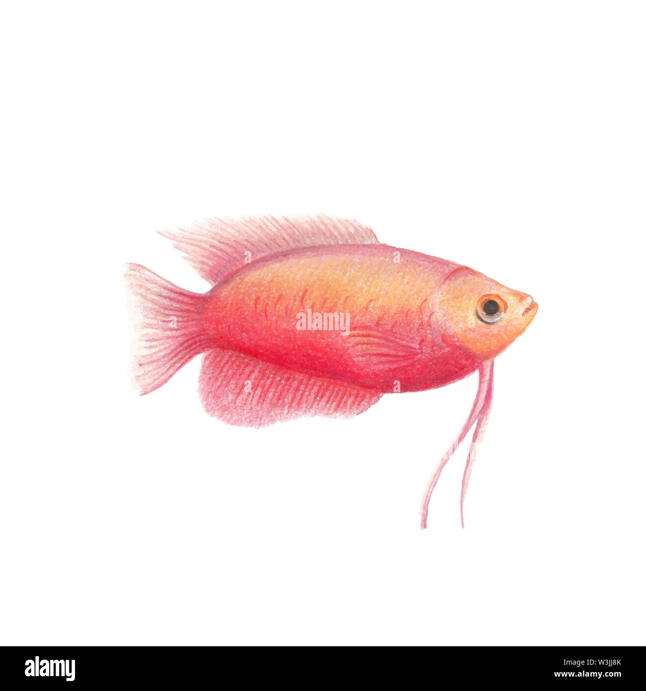 Enana Roja Peces Ciclidos Ilustracion Dibujo Realista Por Lapices De Color Naranja Peces Cichlidae Ilustracion Zoologica Aislado Sobre Fondo Blanco Imagen Vector De Stock Alamy Dibujos para colorear, colorear imagenes, educacion, escolar, dibujos, colorear la imagen: https www alamy es enana roja peces ciclidos ilustracion dibujo realista por lapices de color naranja peces cichlidae ilustracion zoologica aislado sobre fondo blanco image260408979 html