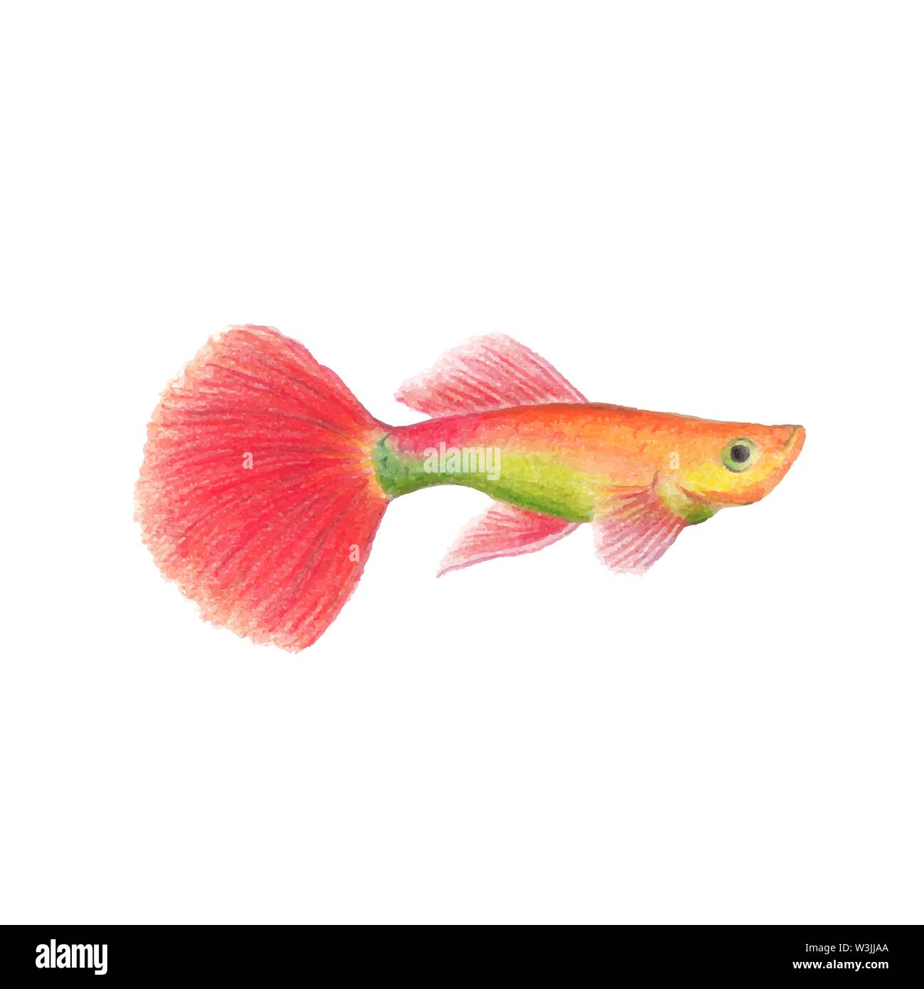 Pez Arcoiris Imagenes Vectoriales De Stock Alamy