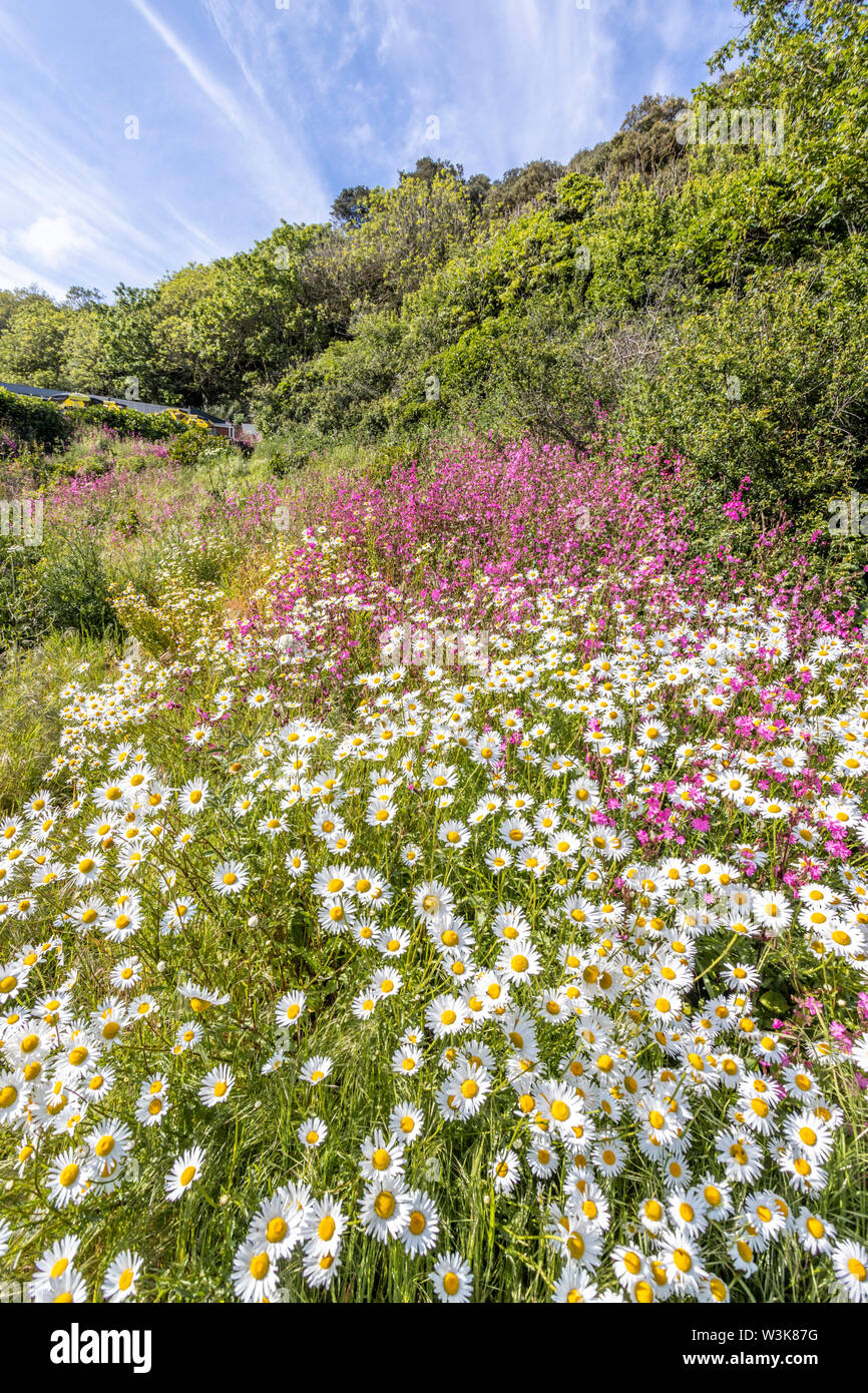 La hermosa costa sur de Guernsey resistente - flores silvestres al lado del sendero costero Moulin Huet Bahía Redonda, Guernsey, Islas del Canal UK Foto de stock