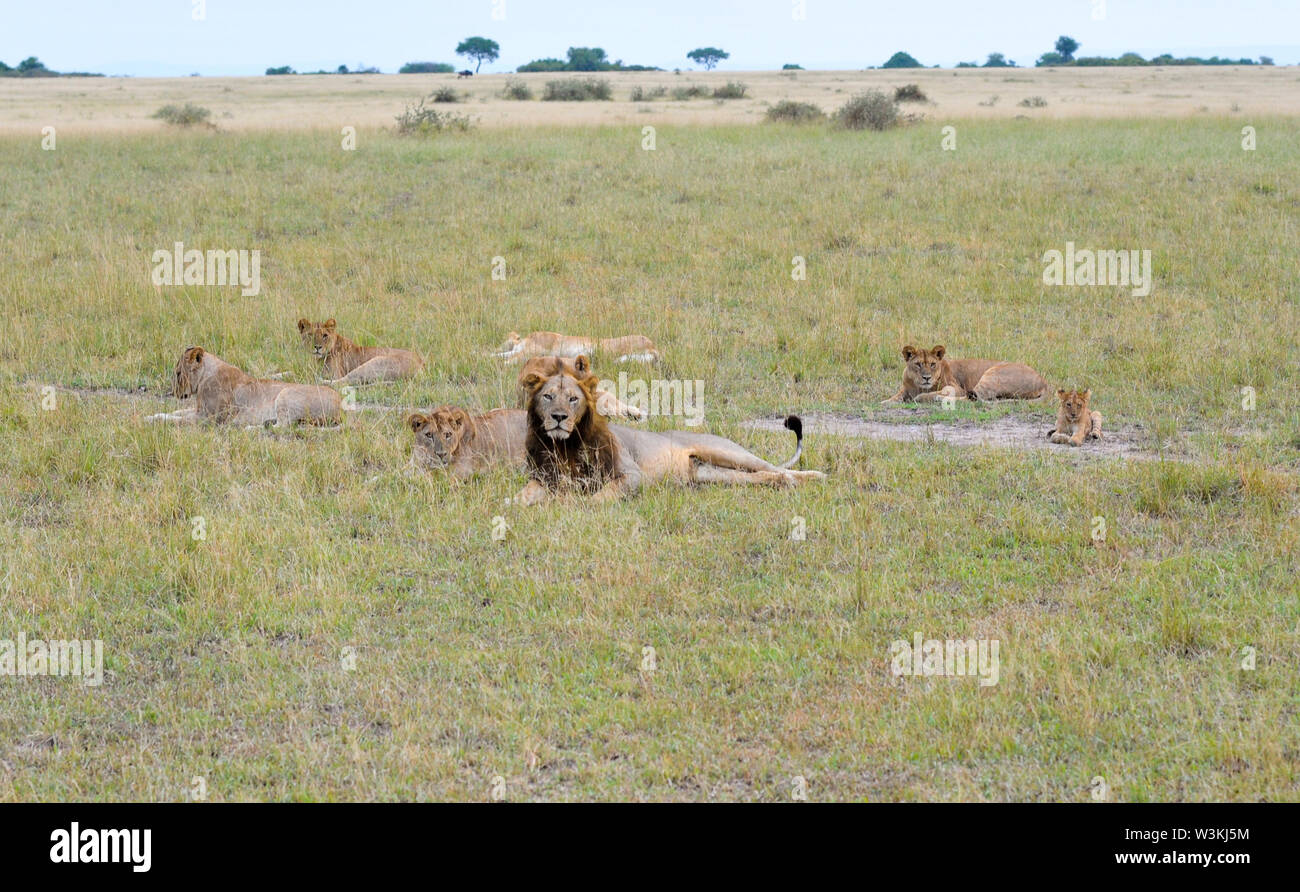 Los leones son vistos de apareamiento, bostezar y dormir en el Parque Nacional de Serengeti, en Tanzania, África en junio, 2019. Foto de stock