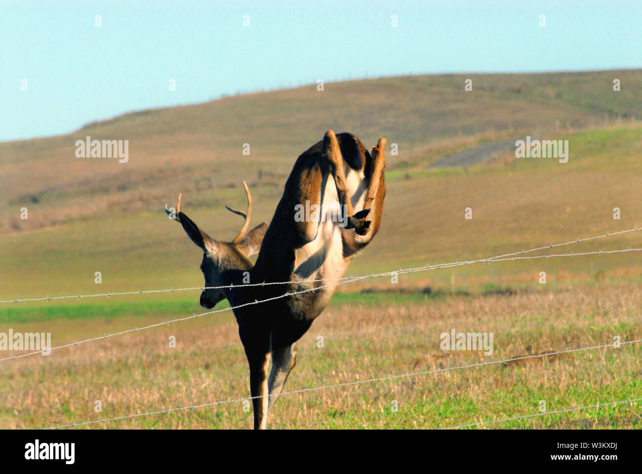 Un disparo de acción cerca de un ciervo saltando por una valla de alambre de espino del agricultor en las colinas al norte de San Francisco, California, EE.UU. Foto de stock