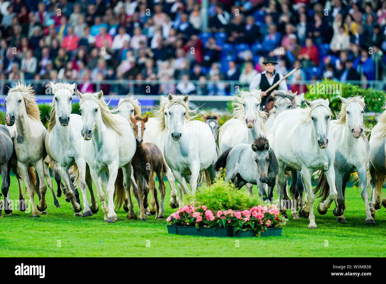 Aachen, Alemania. 16 de julio de 2019. CHIO, equitación, salto: paseos a  caballo a través del estadio durante la ceremonia de apertura. Crédito: Uwe  Anspach/dpa/Alamy Live News Fotografía de stock - Alamy