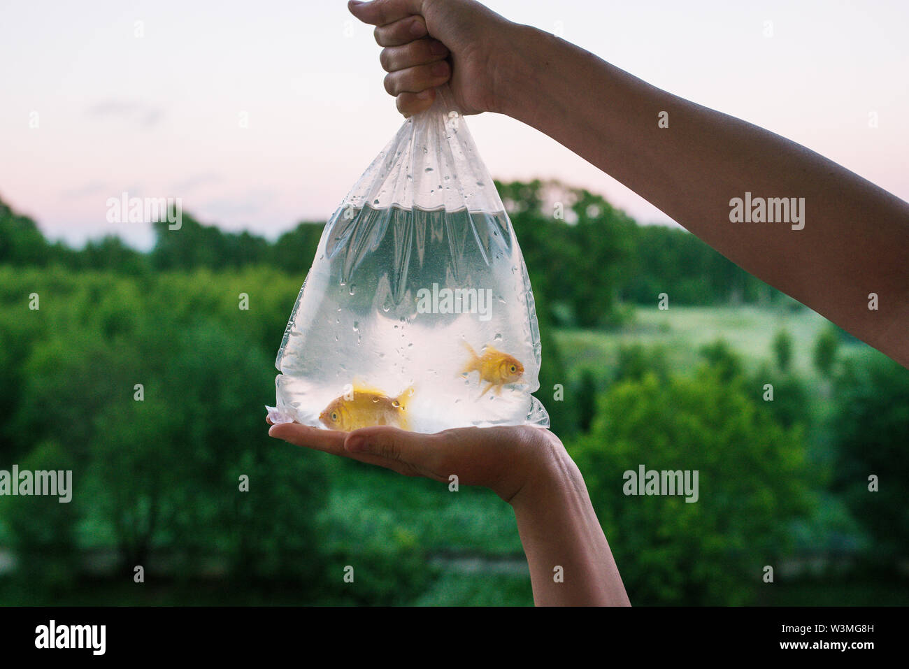 Envase transparente con compra de peces de acuario. Manos sosteniendo una  bolsa de gold fish. Dos goldfish en envases de plástico. Por la tarde del  día. En el Fotografía de stock -