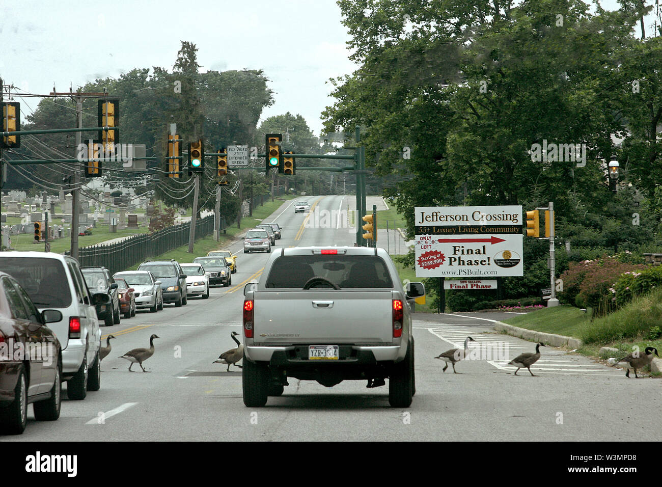Los coches se pararon en fila de permitir tráfico de gansos para cruzar una calle en Pennsylvania, EE.UU. Foto de stock