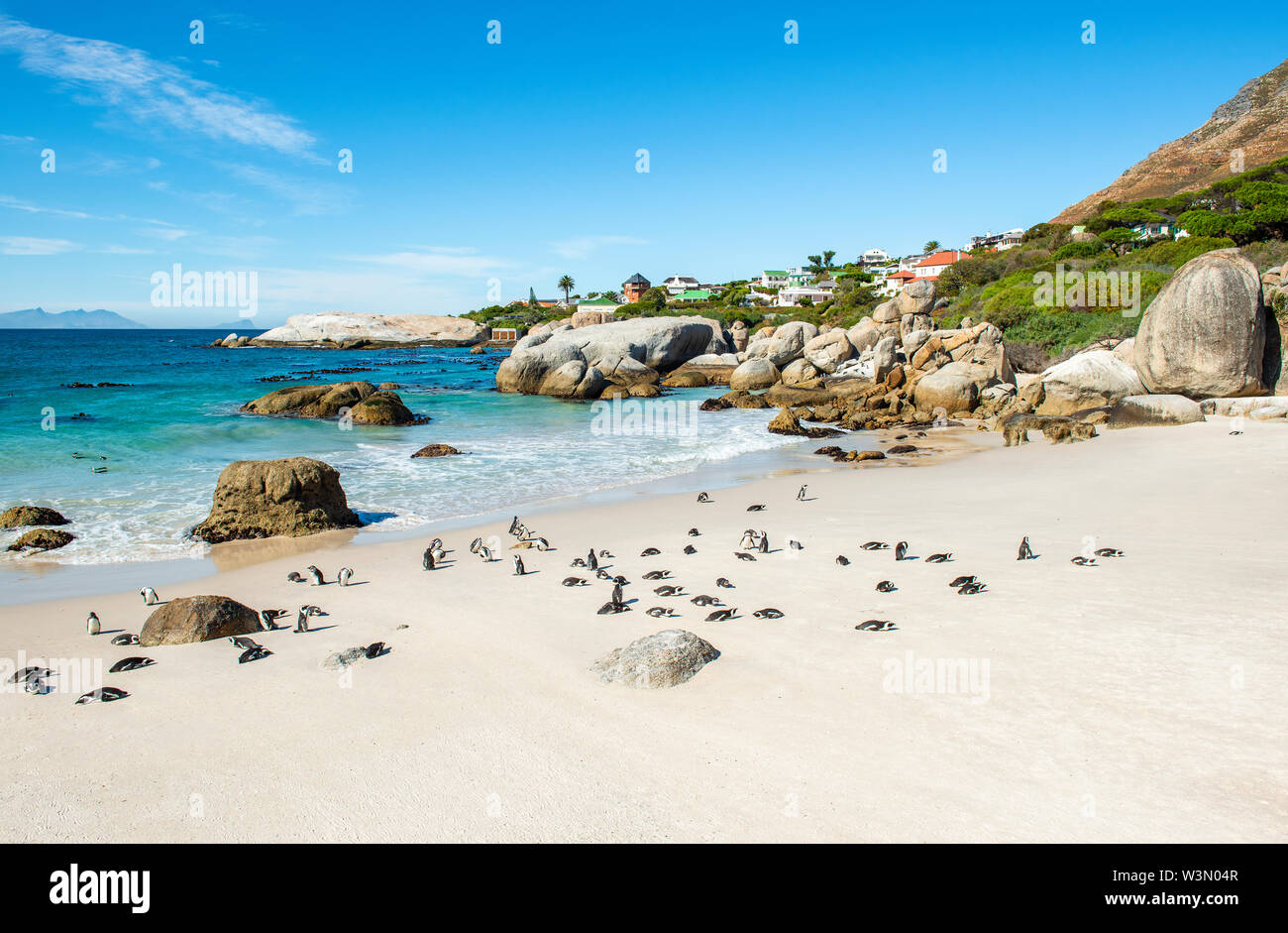 Grandes rocas de Boulder y africano o pingüinos Jackass (Spheniscus demersus) en Boulder Beach, cerca de Ciudad del Cabo, Sudáfrica. Foto de stock