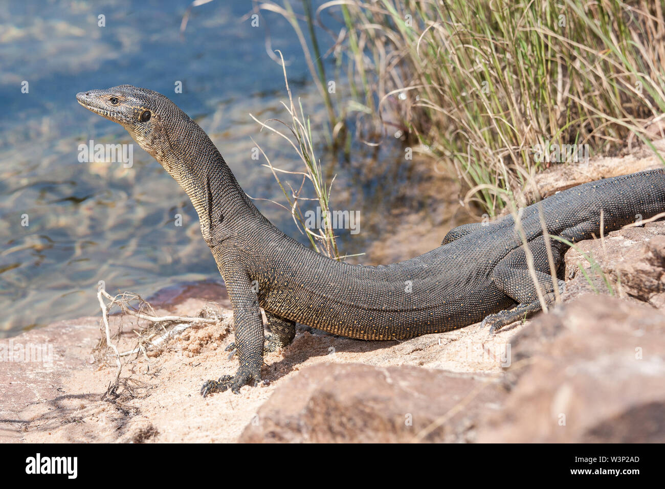 Monitor de agua de mertens fotografías e imágenes de alta resolución - Alamy