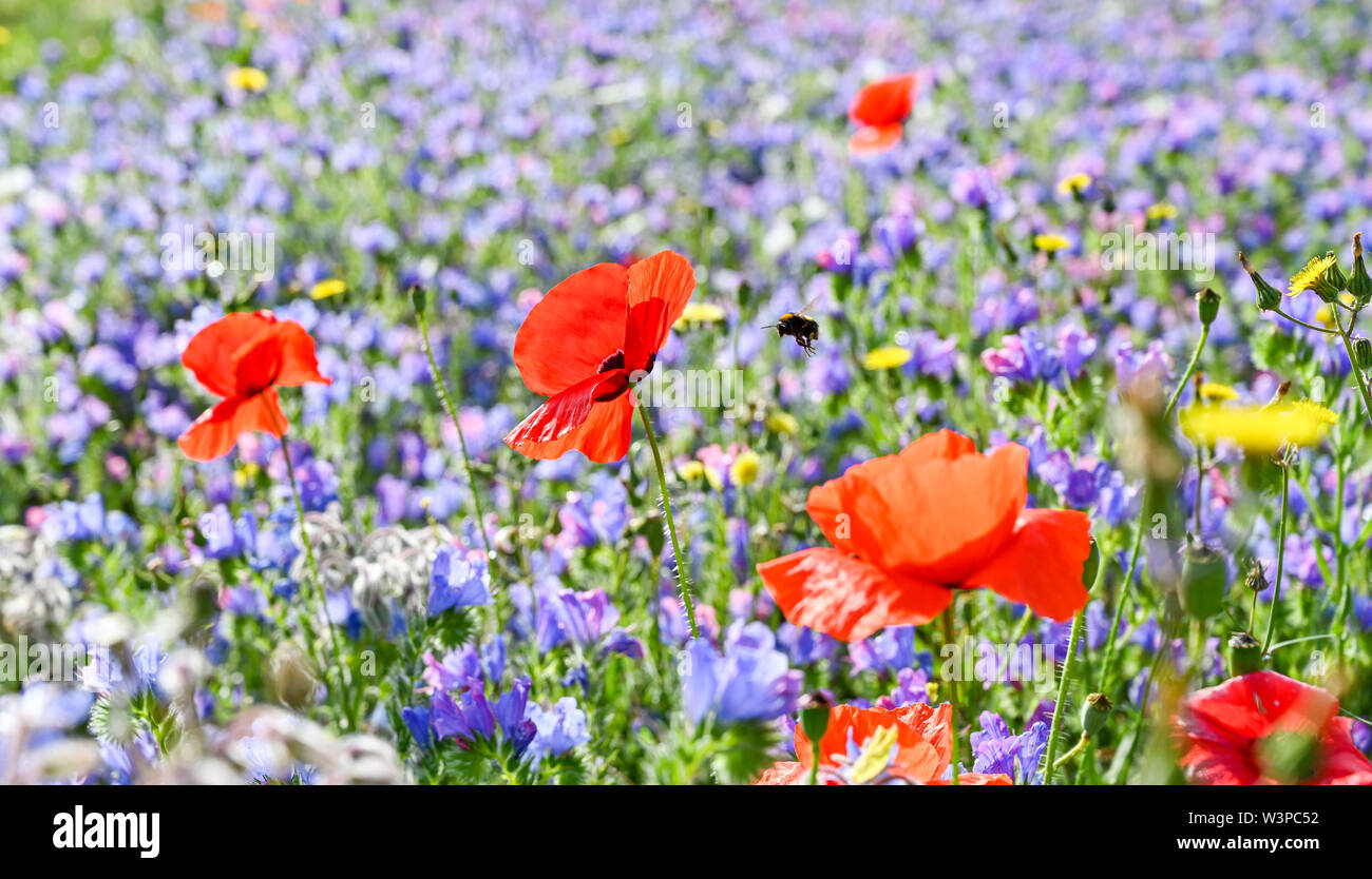 Brighton, Reino Unido 16 de julio de 2019 - Una soleada mañana caliente en el Brighton wildflower meadow en Preston Park, donde las abejas e insectos son prósperas . El wildflower meadow que originalmente fue sembrada en 2013 de boleras en desuso por el Consejo y los voluntarios proporciona una alfombra de color cada verano . Crédito: Simon Dack / Alamy Live News Foto de stock