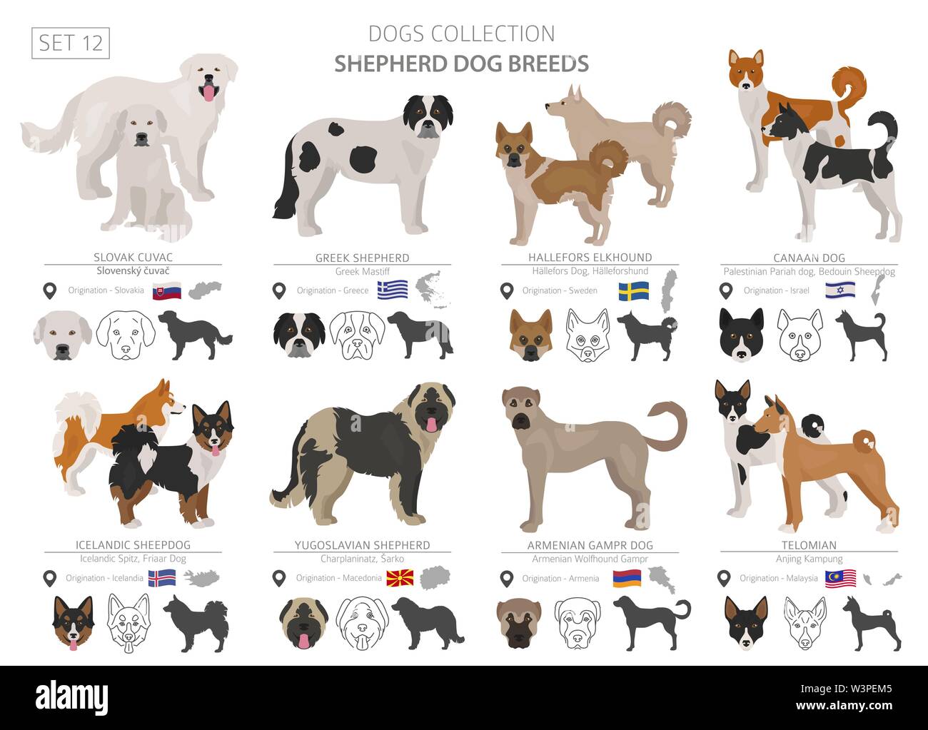 El pastor y los perros pastores colección aislado en blanco. Estilo plano. Color diferente y el país de origen. Ilustración vectorial Ilustración del Vector