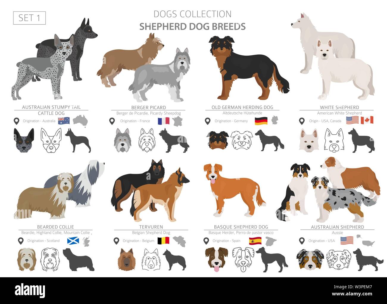 El pastor y los perros pastores colección aislado en blanco. Estilo plano. Color diferente y el país de origen. Ilustración vectorial Ilustración del Vector