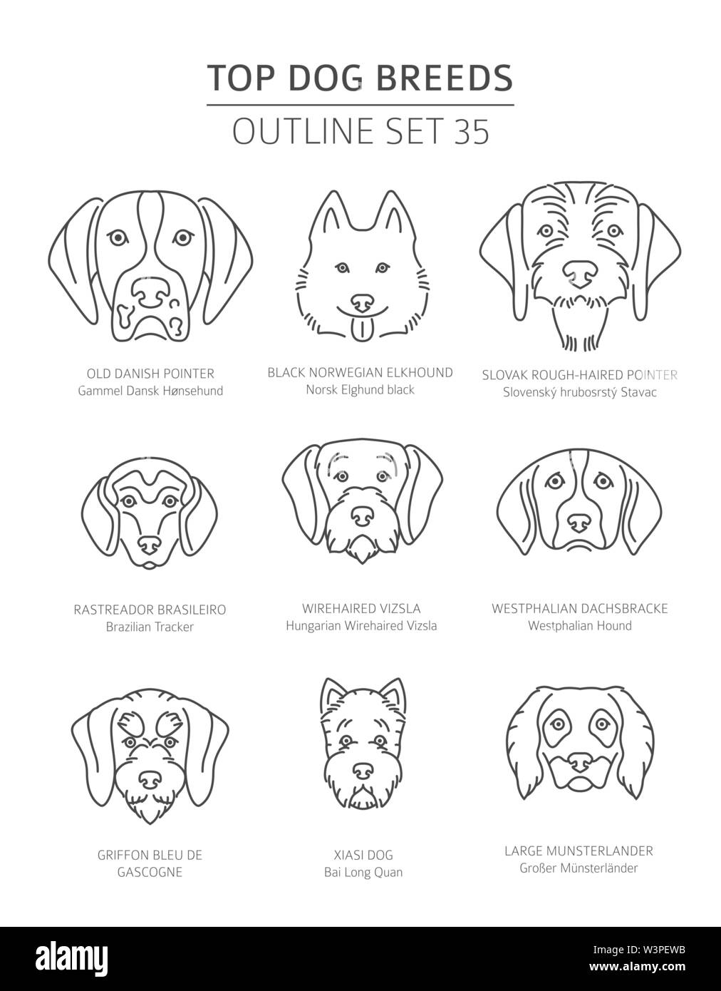 Inicio razas de perros. Perros de Caza. Colección de esquema de Pet.  Ilustración vectorial Imagen Vector de stock - Alamy