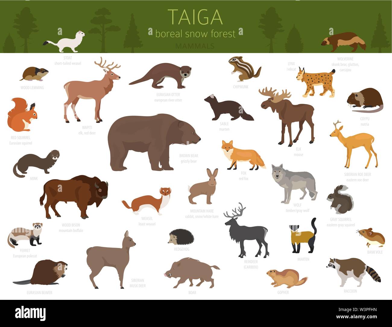 Bioma de taiga, bosque boreal de nieve. El ecosistema terrestre mapa del mundo. Animales, pájaros, peces y plantas diseño infográfico. Ilustración vectorial Ilustración del Vector