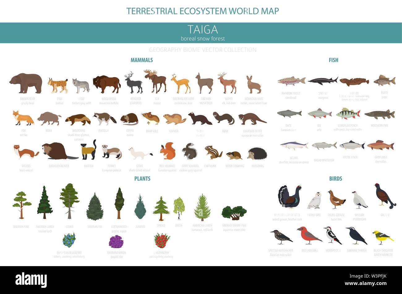 Bioma de taiga, bosque boreal de nieve. El ecosistema terrestre mapa del mundo. Animales, pájaros, peces y plantas diseño infográfico. Ilustración vectorial Ilustración del Vector