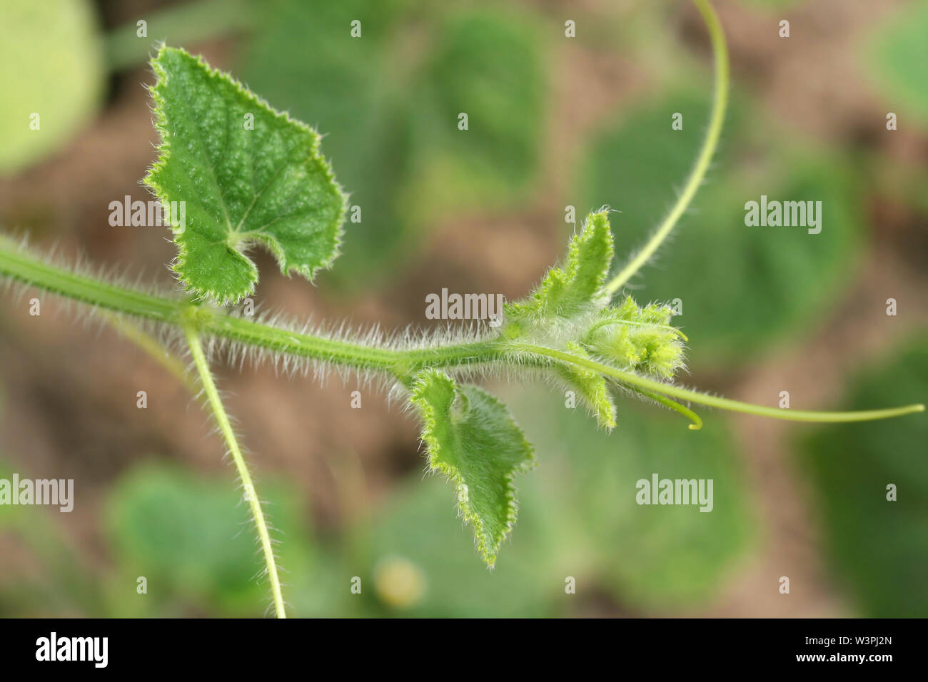 Disparar verdes jóvenes - planta de la familia Cucurbitaceae (Cucumis metulifer). Nueva vida Foto de stock