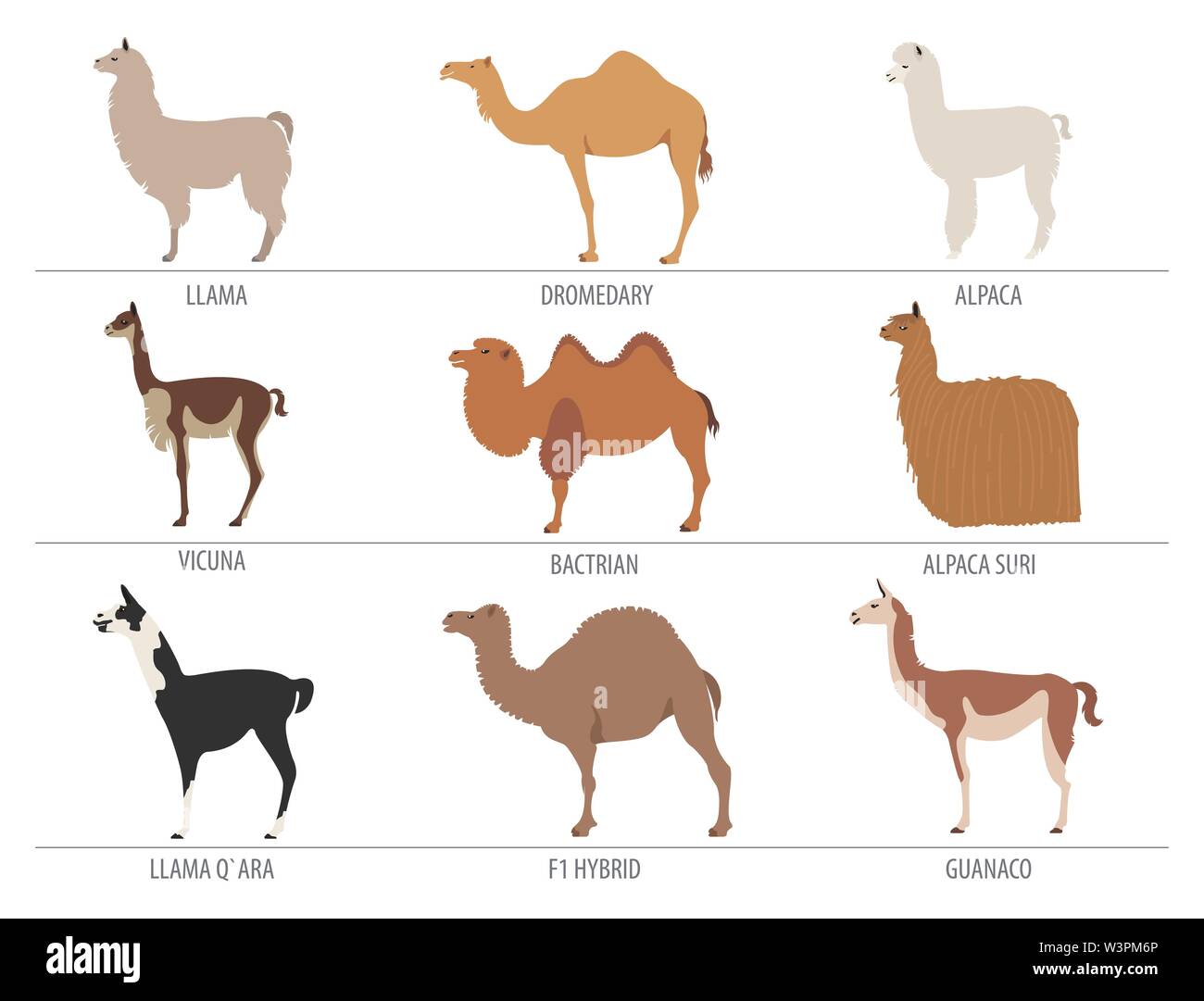 Camel, llama, alpaca, guanaco, reproduce el conjunto de iconos. La cría de  animales. Diseño plano. Ilustración vectorial Imagen Vector de stock - Alamy