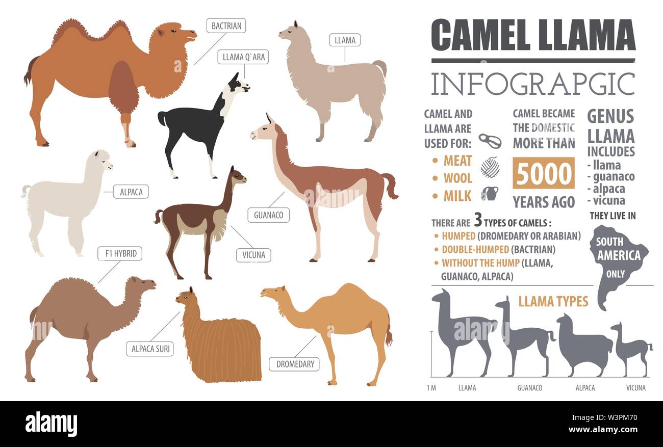 Camel, llama, alpaca, guanaco, engendra infografía plantilla. La cría