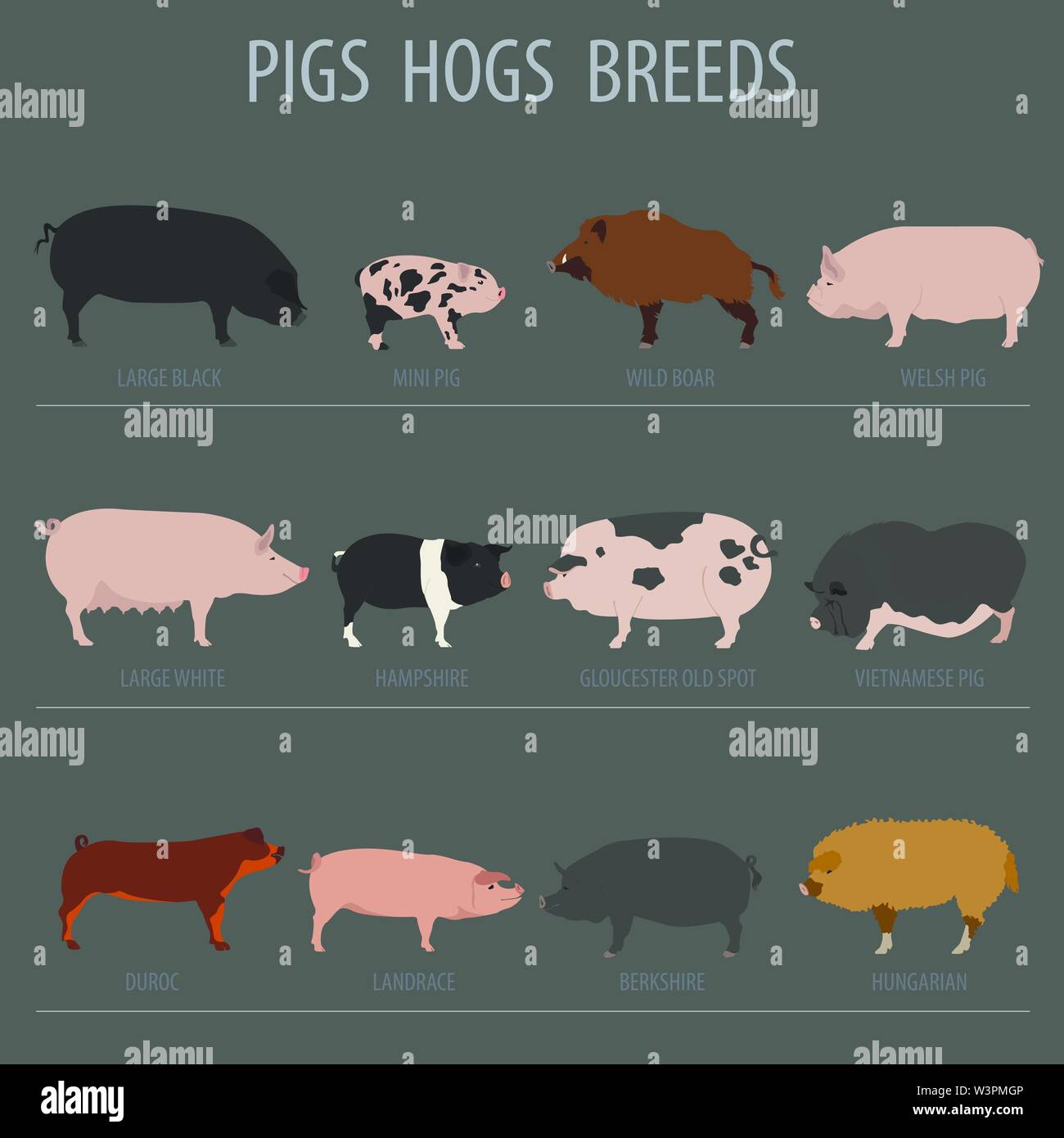 Cerdos, cerdos raza conjunto de iconos. Diseño plano. Ilustración vectorial  Imagen Vector de stock - Alamy