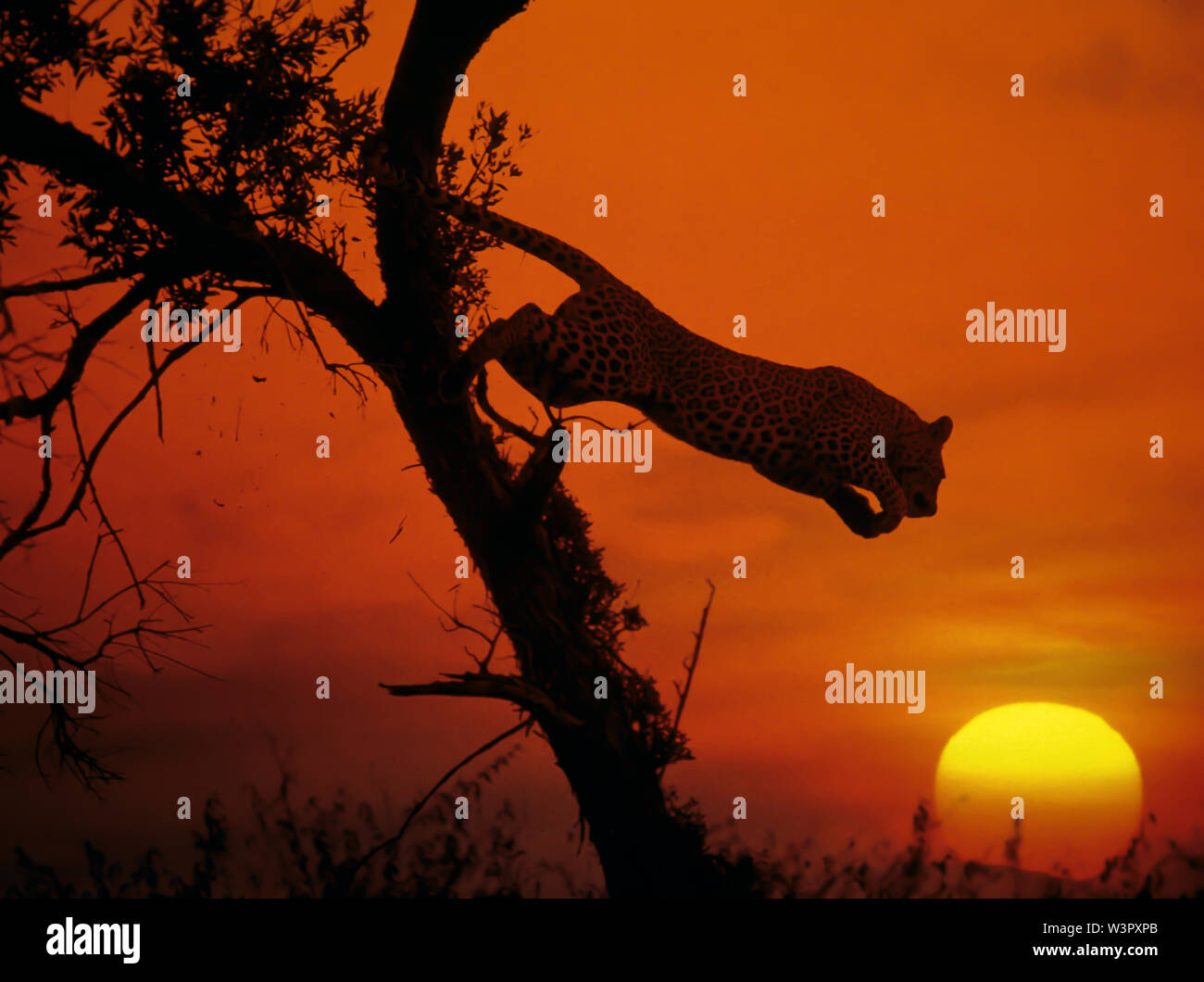 Leopardo africano (Panthera pardus) desciende de un árbol. Siluetas contra el sol poniente, Kenya Foto de stock