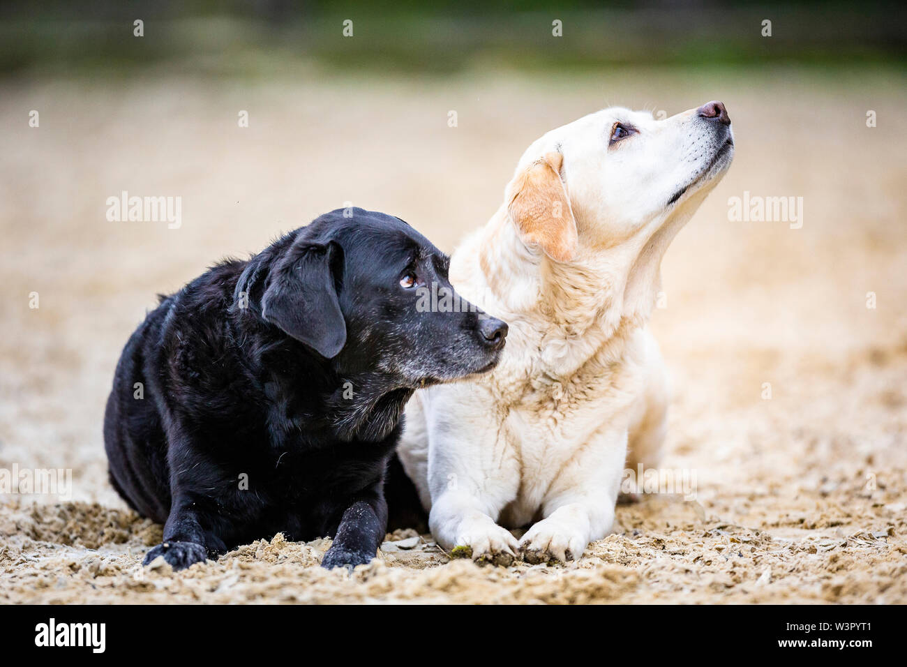 Labrador Retriever. Dos perros adultos tumbado en la arena. Alemania Foto de stock
