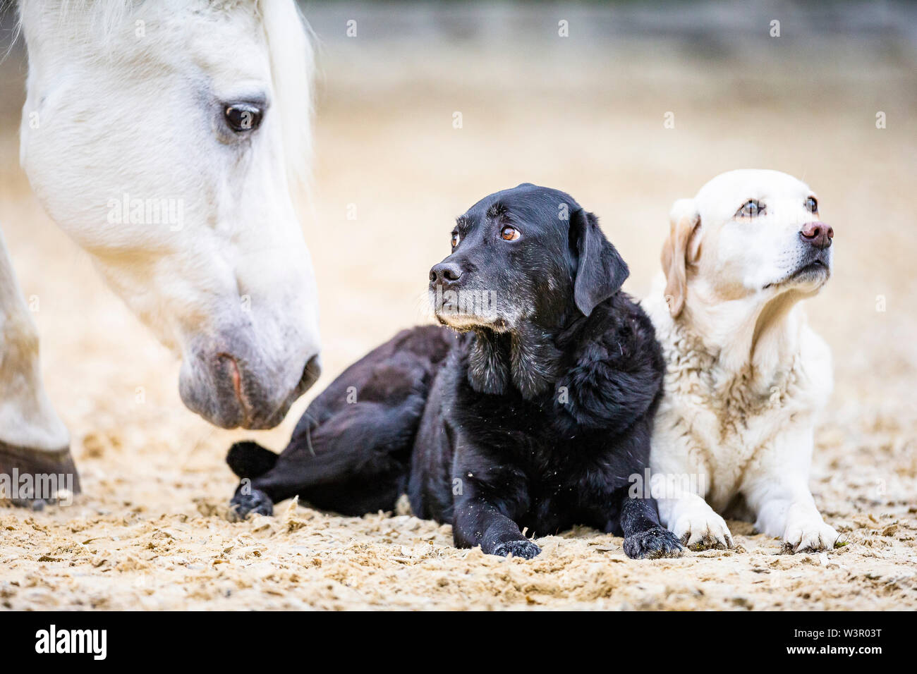 Labrador Retriever. Dos adultos tumbado en la arena, siendo inspeccionadas por un caballo árabe. Alemania Foto de stock