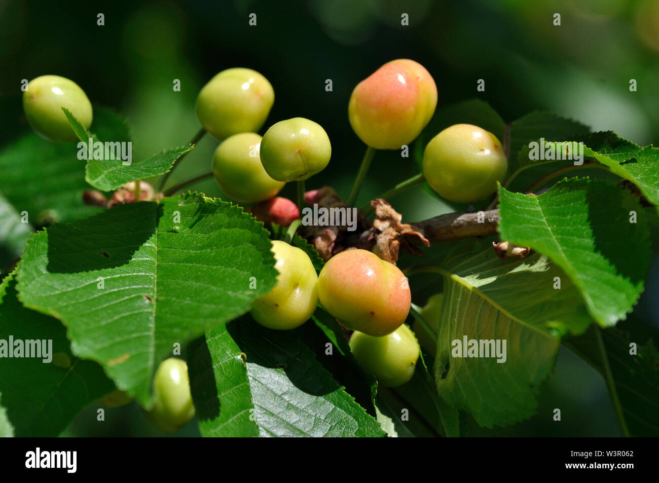 Cerezo silvestre, cerezo dulce (Prunus avium). La fruta en una rama: verde amarillento y cerezas. Alemania Foto de stock
