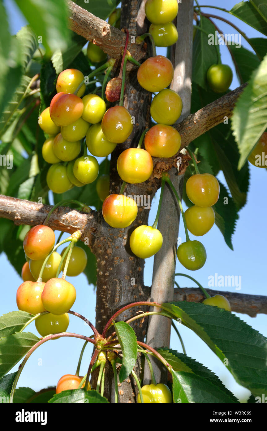 Cerezo silvestre, cerezo dulce (Prunus avium). La fruta en una rama: verde amarillento y cerezas. Alemania Foto de stock