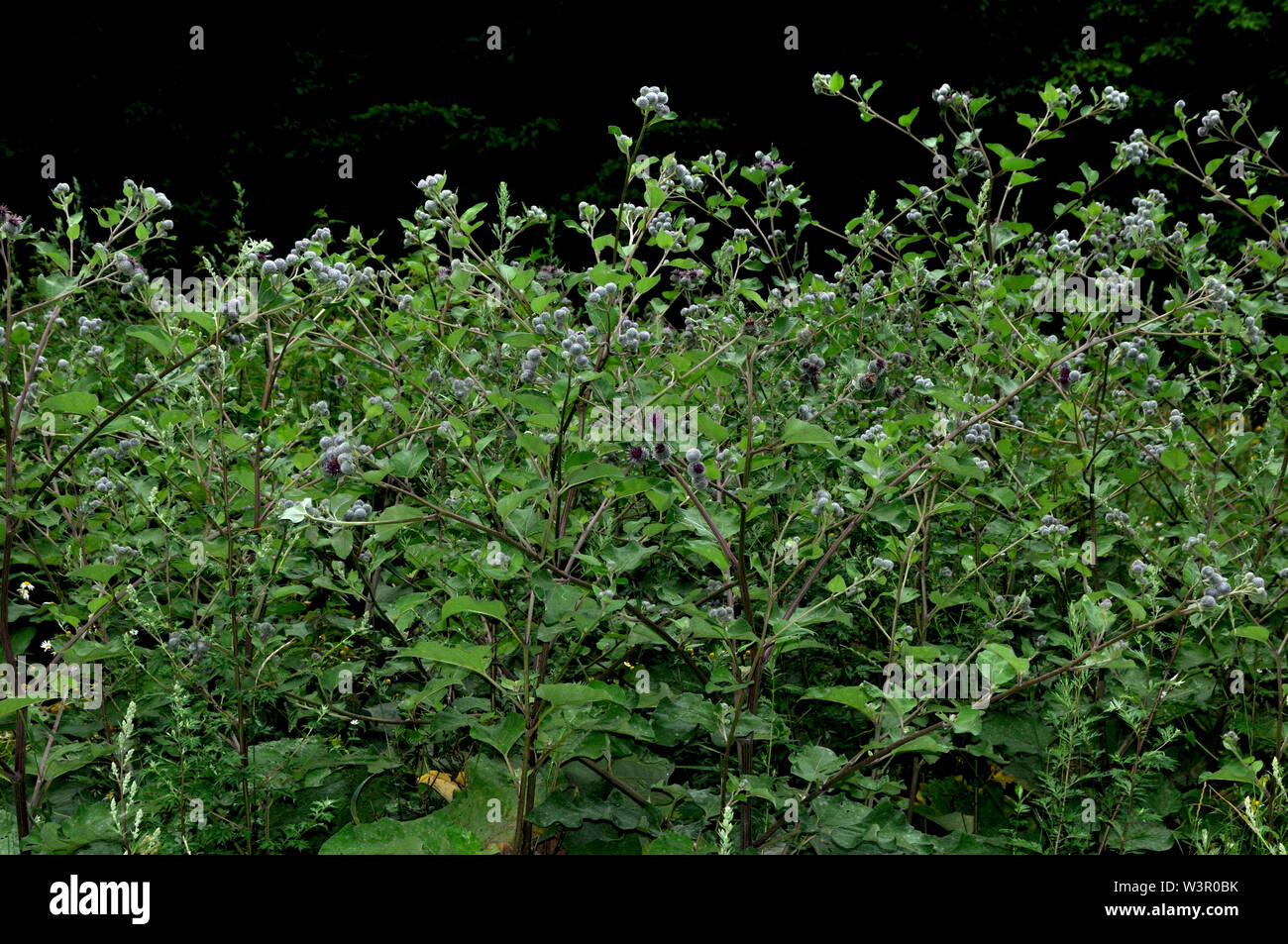 Downy bardana (Arctium tomentosum). Grupo de plantas con flores en un borde de bosque. Alemania Foto de stock