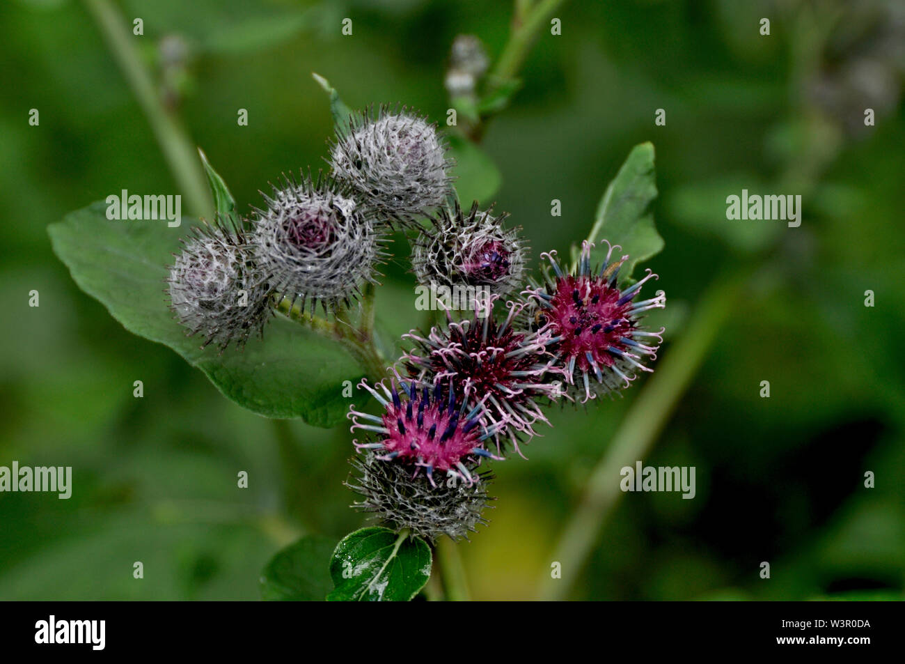 Downy bardana (Arctium tomentosum). Cerrado cabezas de flores y flores abiertas en una planta. Alemania Foto de stock