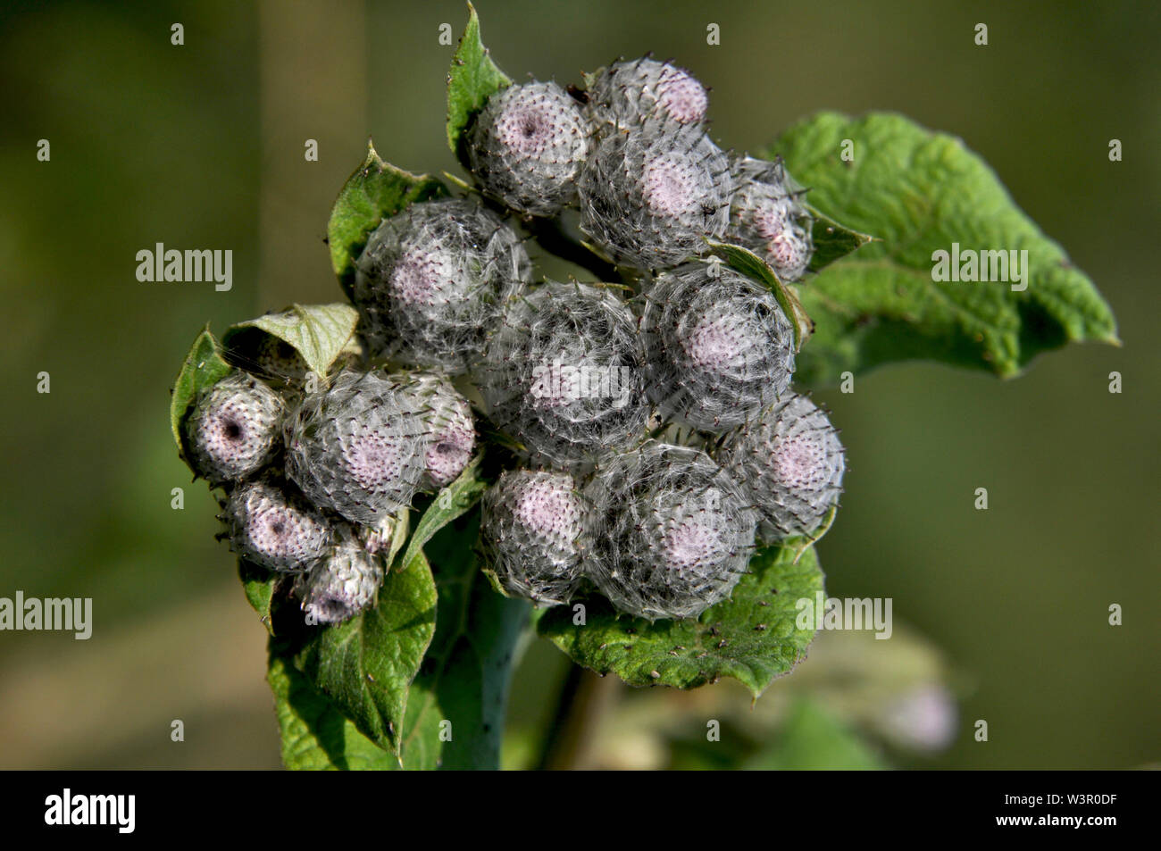 Downy bardana (Arctium tomentosum). Paquetes de cabezas de flores cerradas en la parte superior de una planta vigorosa Foto de stock