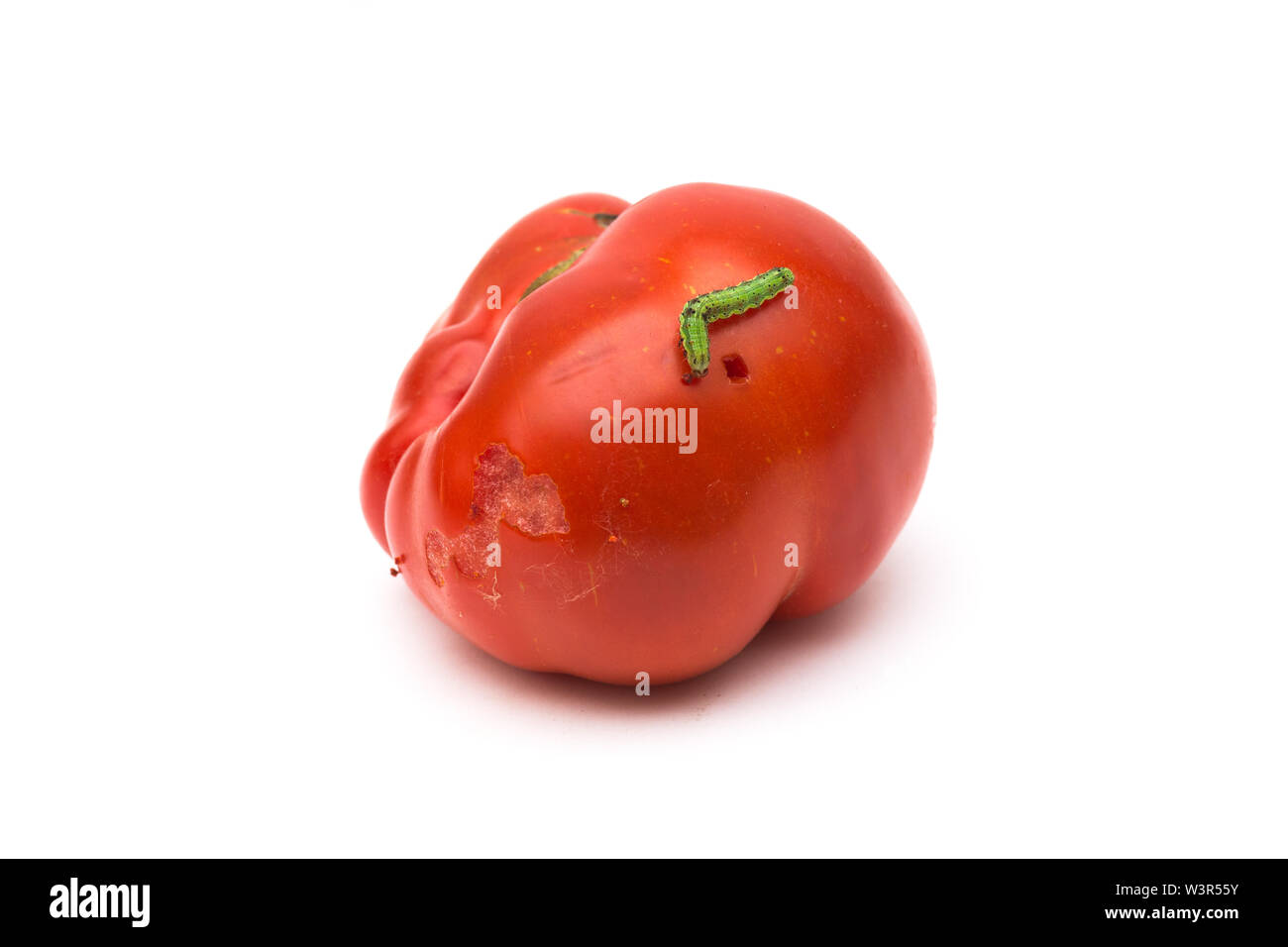 Gusano tomate dañadas sobre fondo blanco. Foto de stock