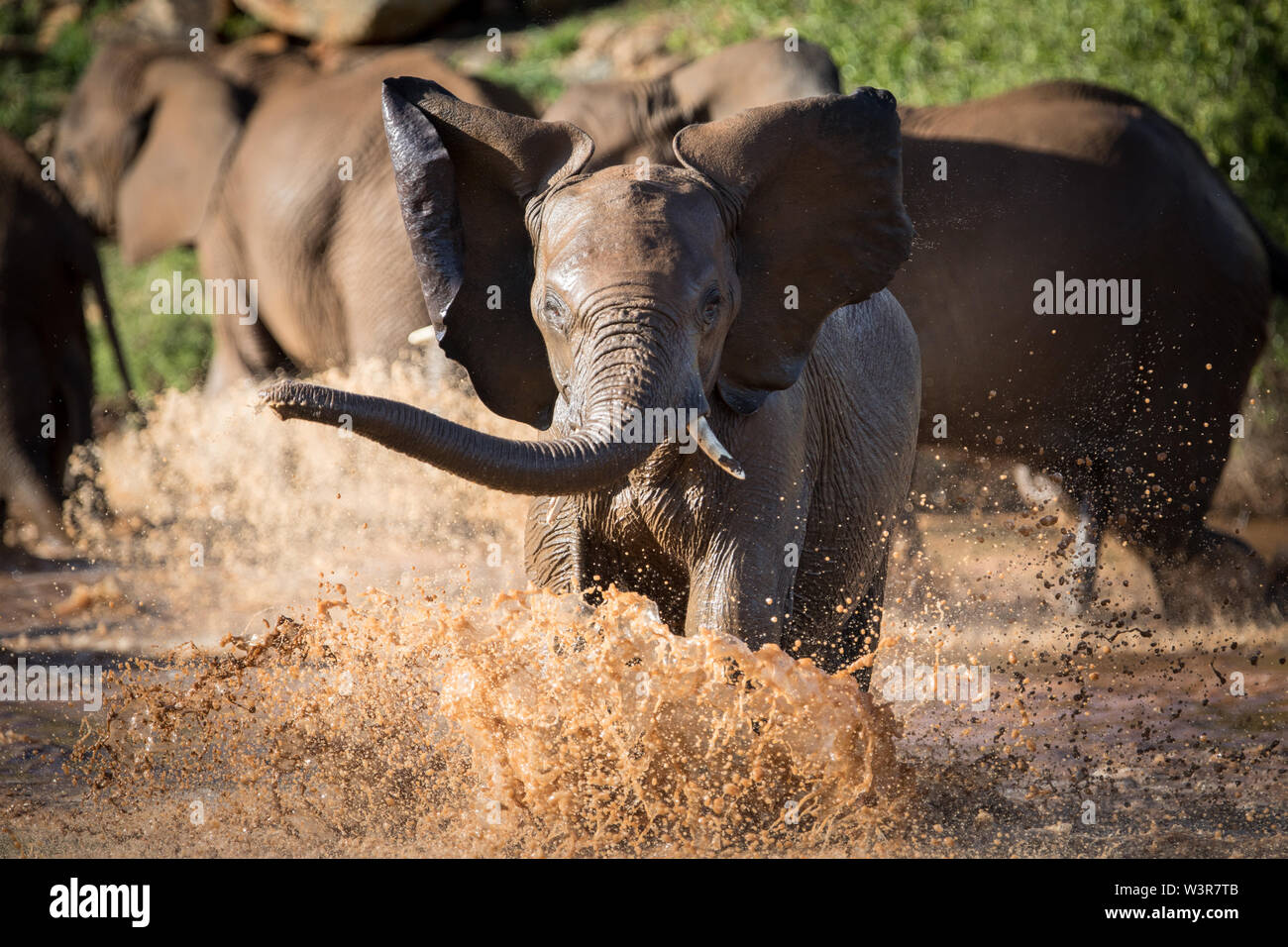 Los abrevaderos son un gran alivio para el elefante de sabana africana,  Loxodonta africana, en las zonas áridas, el clima cálido de Madikwe Game  Reserve, Noroeste, Sur África Fotografía de stock -