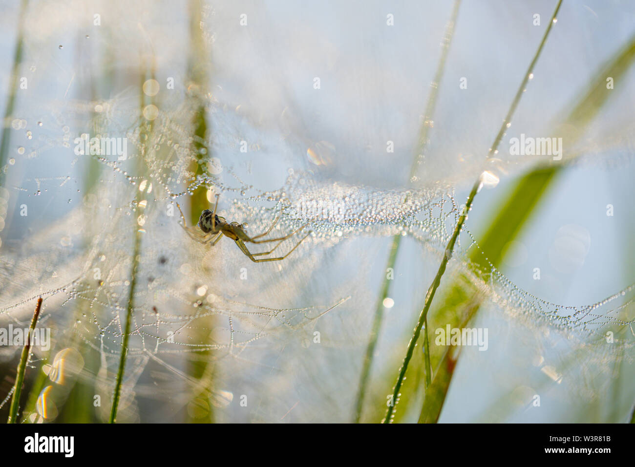 Araña colgando debajo de una cubierta de rocío web en un prado herboso. Foto de stock
