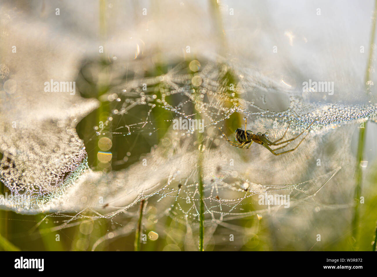 Araña colgando debajo de una cubierta de rocío web en un prado herboso. Foto de stock