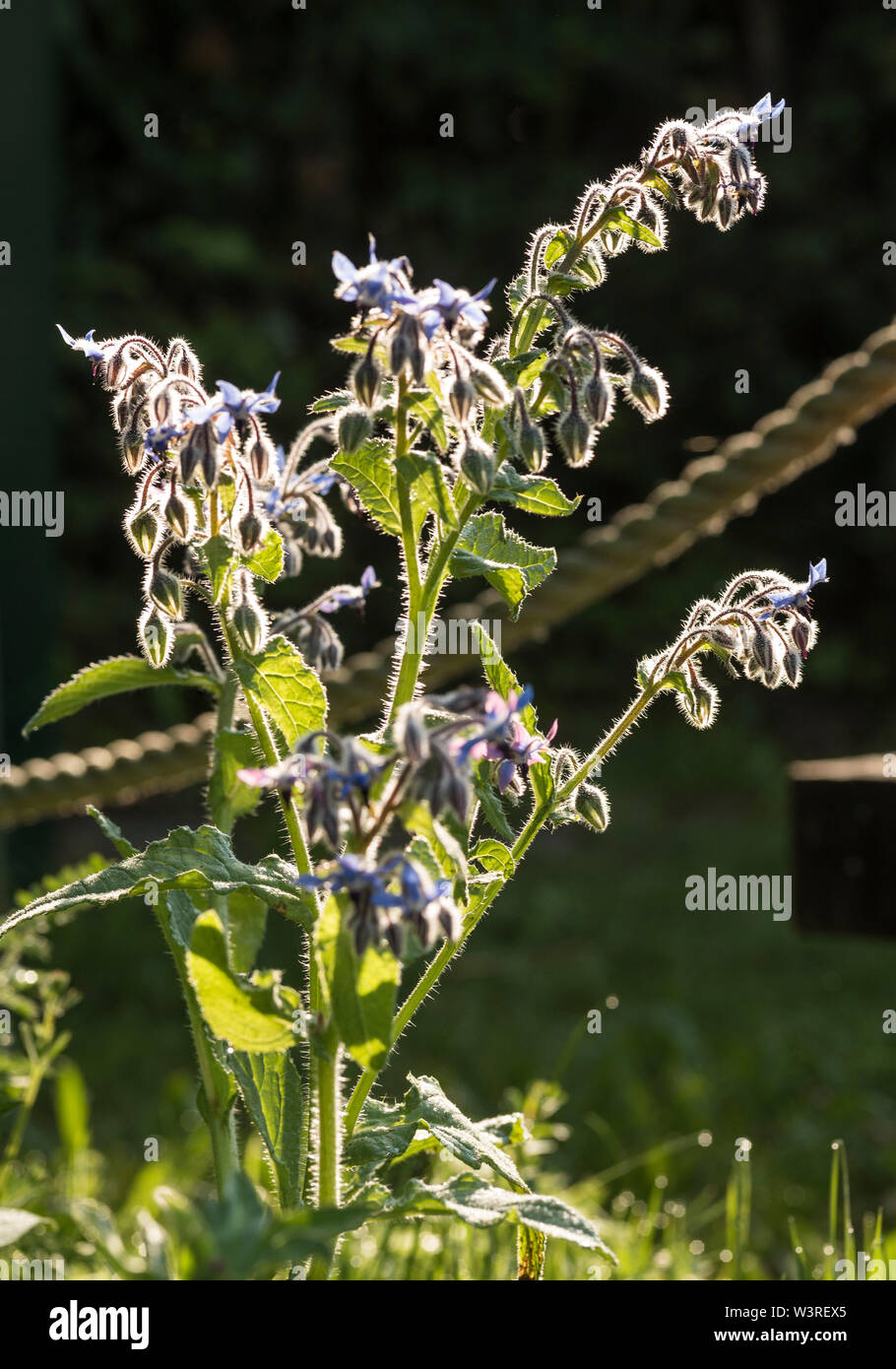 La hierba de borraja (Borago officinalis) aka Starflower, flores y hojas jóvenes tienen un sabor de pepino. Foto de stock