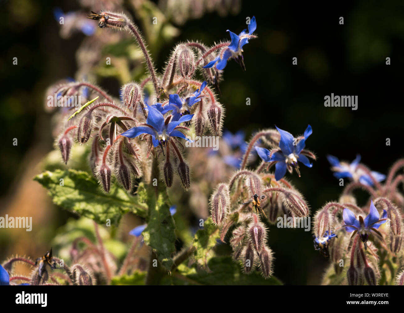 Un cierre para arriba de la hierba de borraja (Borago officinalis) aka Starflower, flores y hojas jóvenes tienen un sabor de pepino. Foto de stock