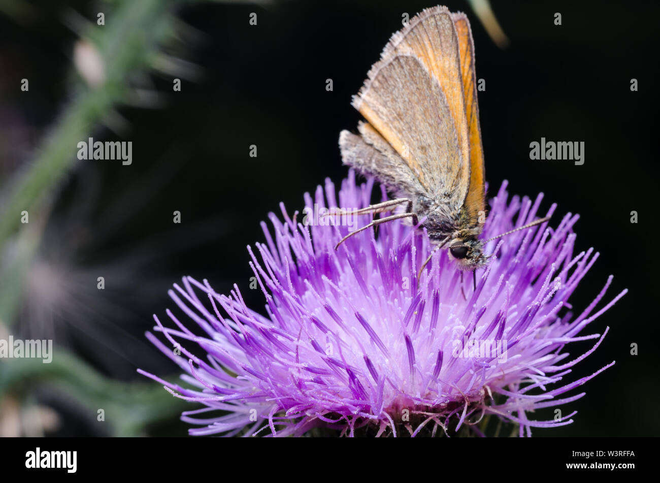 Hesperiidae, patrón mariposa sobre una flor morada Foto de stock