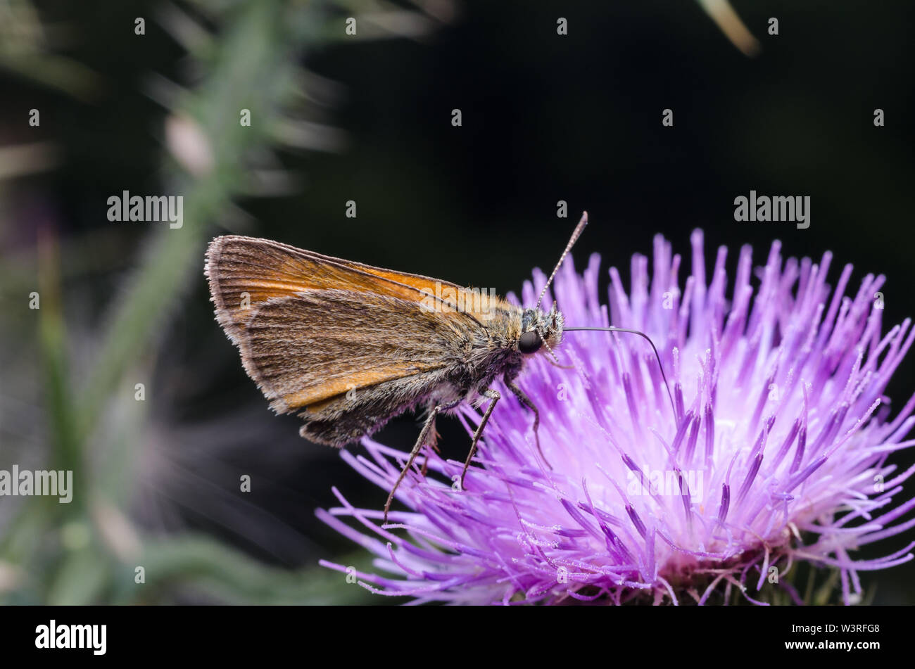 Hesperiidae, patrón mariposa sobre una flor morada Foto de stock