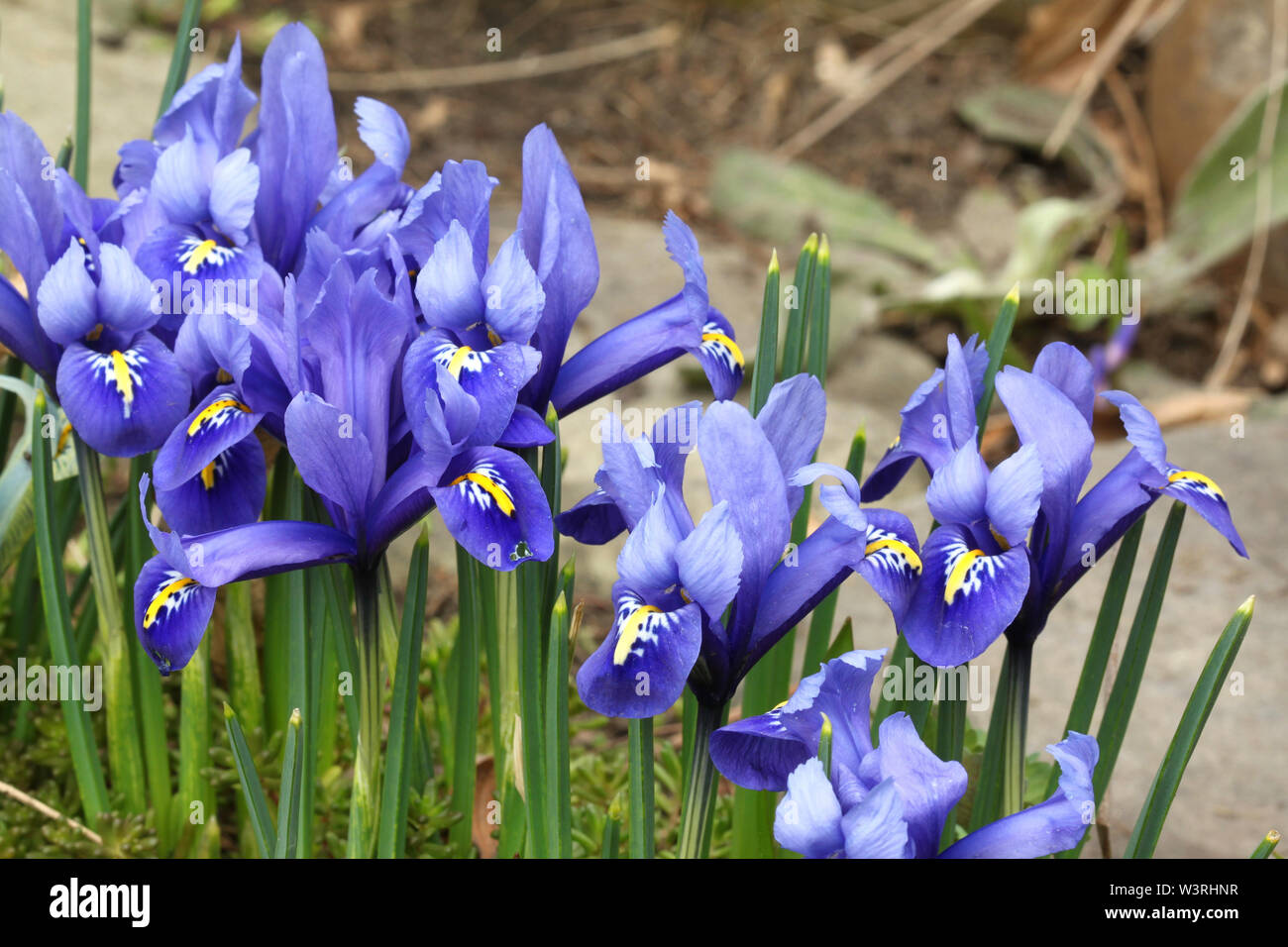 Iris azules pequeñas flores en el jardín. A principios de la primavera Foto de stock
