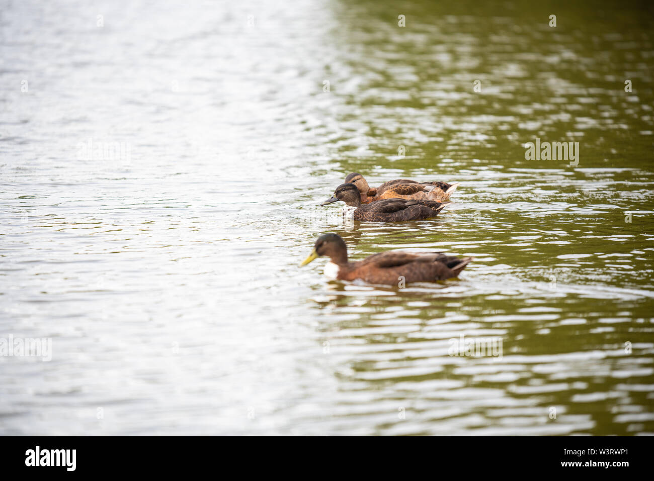 Familia de patos es nadar en un estanque pequeño Foto de stock