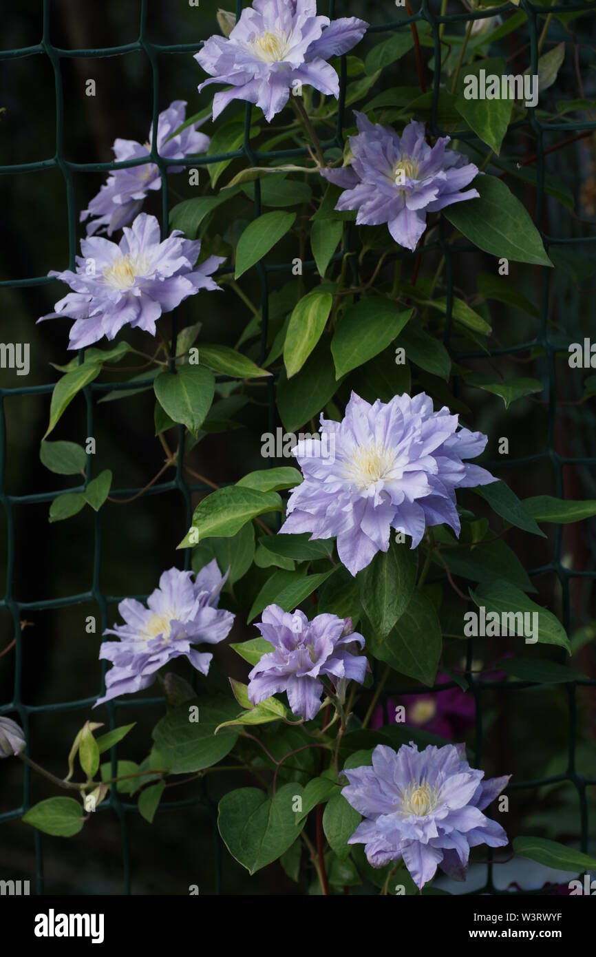 Hermosas flores de verano en un jardín vertical jardinería. Lila doble flor clematis cerca. Clematis flor variedades bola azul Foto de stock