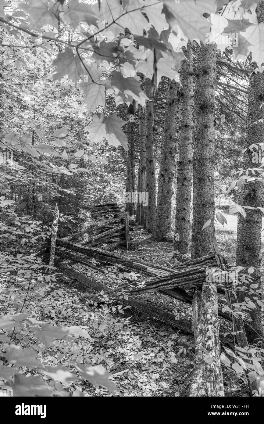 Al aire libre escena de verano con el bosque, árboles verdes en un soleado día de verano Foto de stock