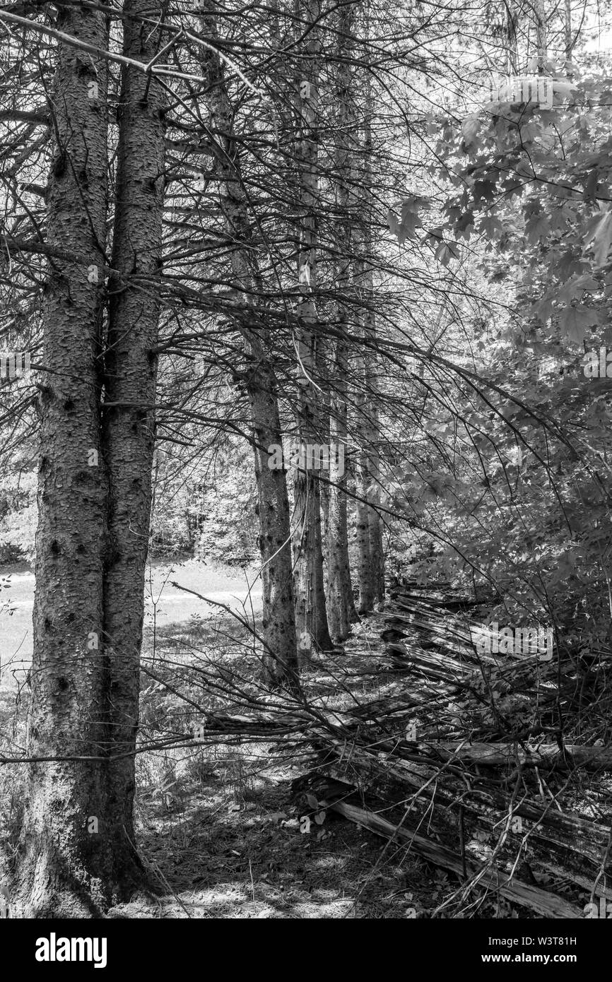 Al aire libre escena de verano con el bosque, árboles verdes en un soleado día de verano Foto de stock