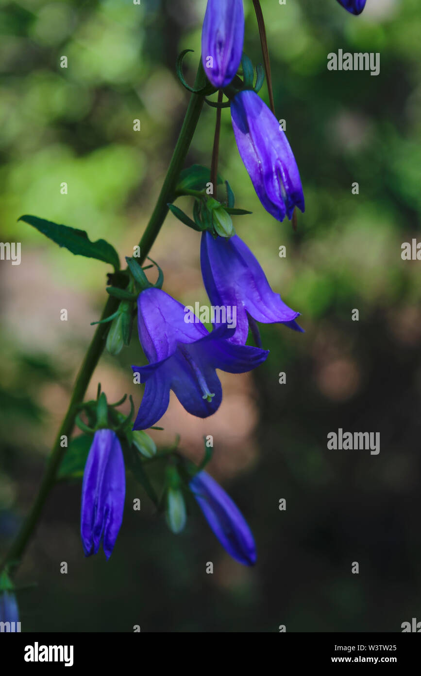 Bosque azul flores campanillas nombre latino Campanula Fotografía de stock  - Alamy