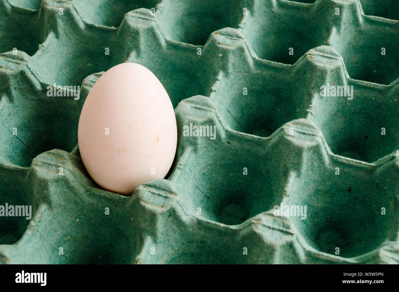 Un huevo blanco en un cartón de huevos verdes vacíos. Foto de stock